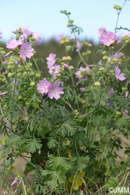 Malva moschata