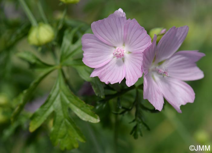 Malva moschata