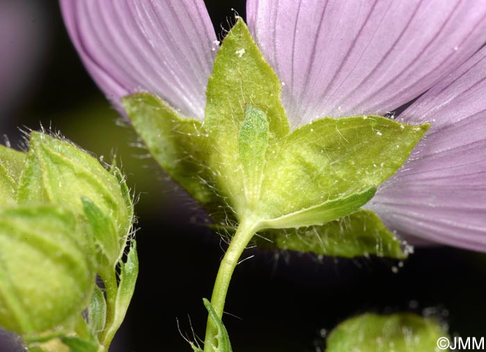 Malva moschata