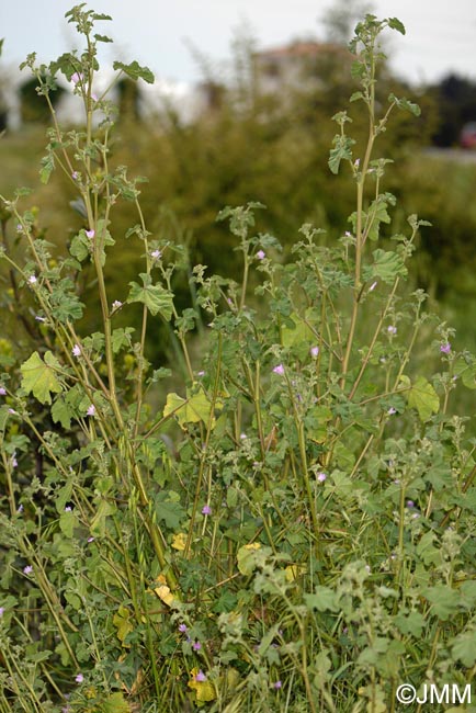 Malva multiflora = Lavatera cretica