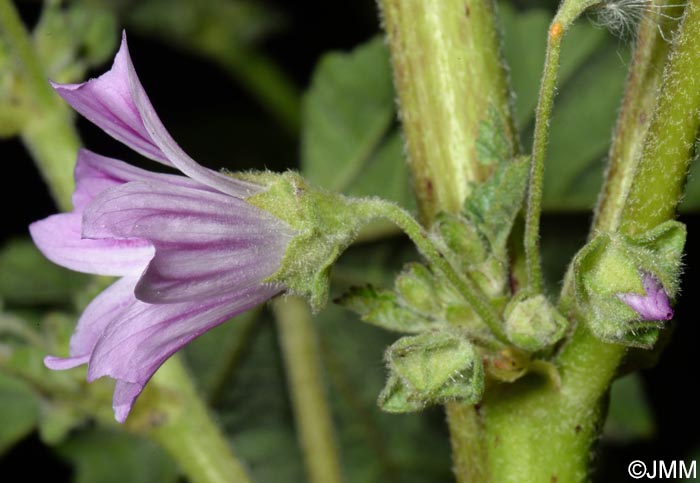 Malva multiflora = Lavatera cretica