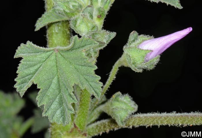 Malva multiflora = Lavatera cretica