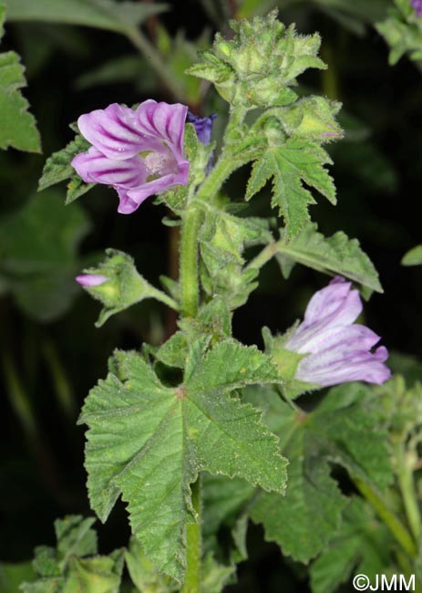 Malva multiflora = Lavatera cretica