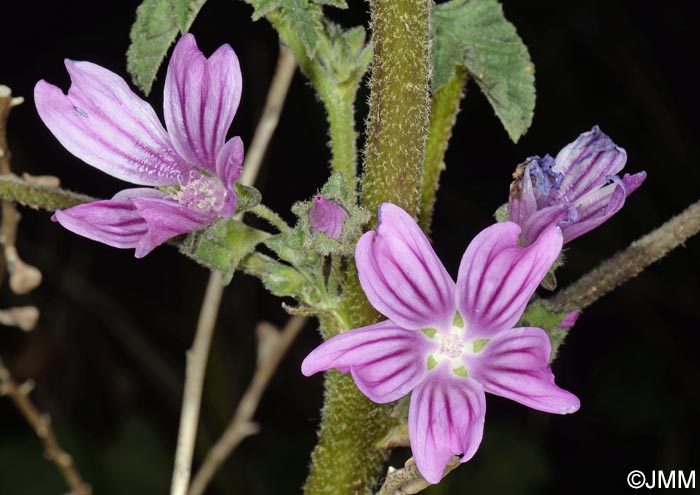 Malva multiflora = Lavatera cretica