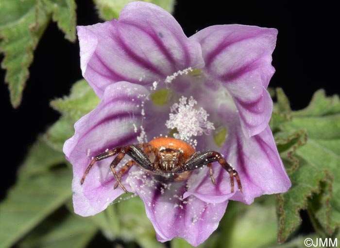 Malva multiflora = Lavatera cretica