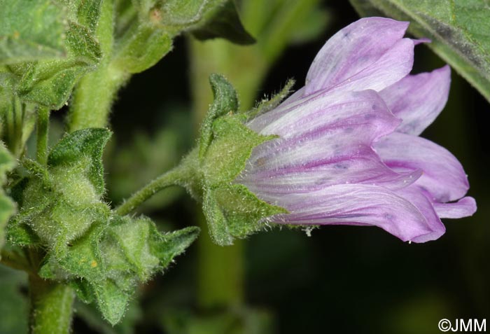 Malva multiflora = Lavatera cretica