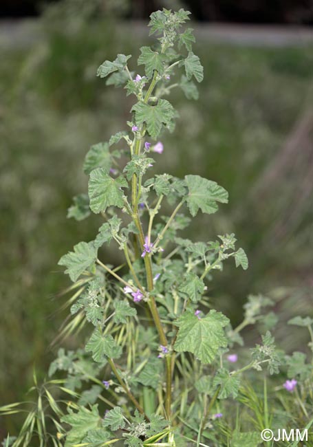 Malva multiflora = Lavatera cretica