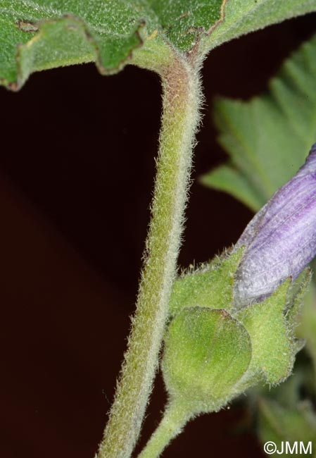 Malva multiflora = Lavatera cretica