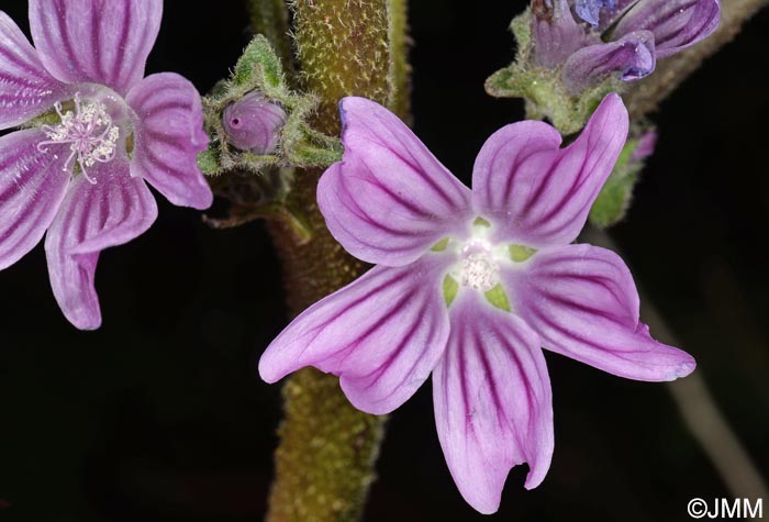 Malva multiflora = Lavatera cretica