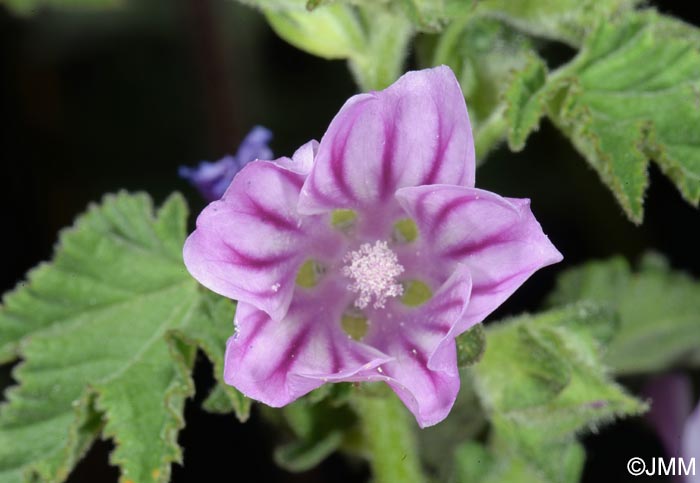 Malva multiflora = Lavatera cretica