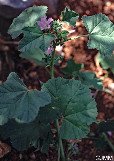 Malva neglecta = Malva rotundifolia