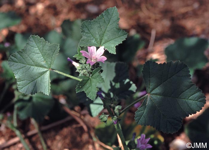 Malva neglecta = Malva rotundifolia