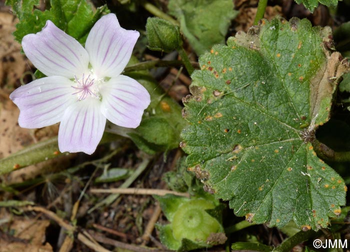 Malva neglecta = Malva rotundifolia