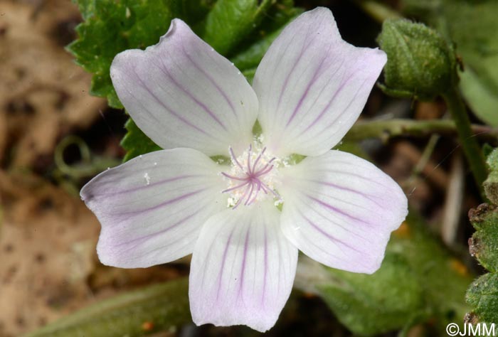 Malva neglecta = Malva rotundifolia