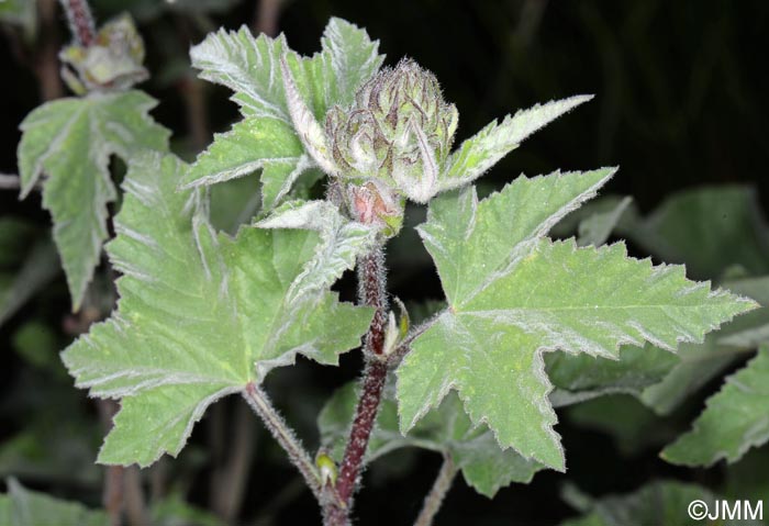 Malva olbia = Lavatera olbia