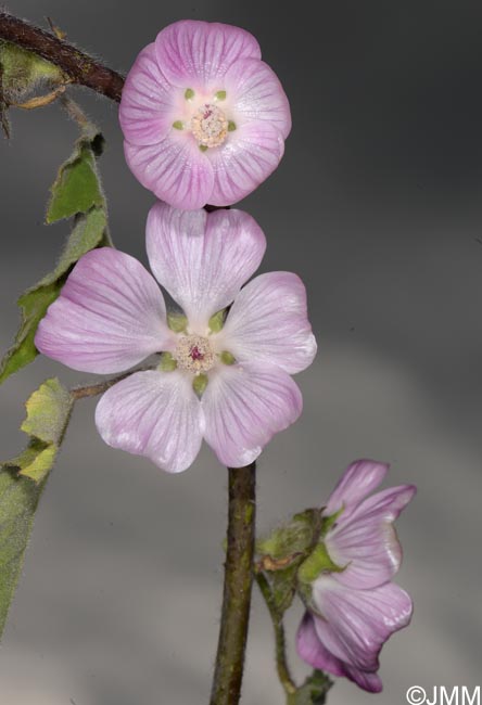 Malva olbia = Lavatera olbia