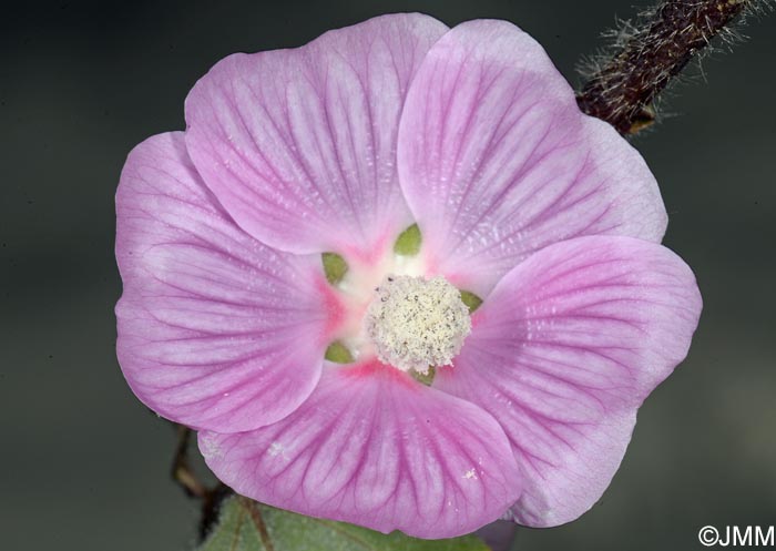 Malva olbia = Lavatera olbia