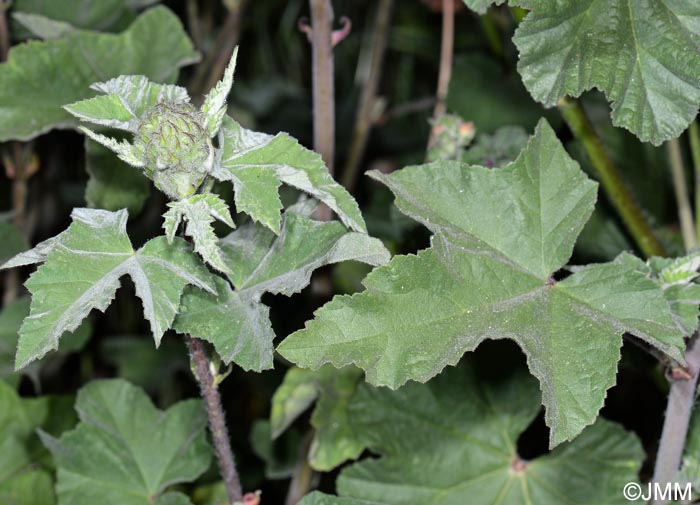 Malva olbia = Lavatera olbia