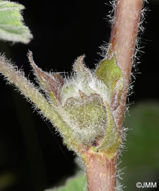 Malva olbia = Lavatera olbia