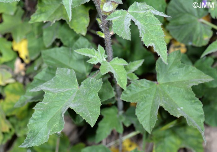 Malva olbia = Lavatera olbia