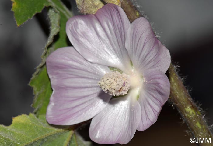 Malva olbia = Lavatera olbia