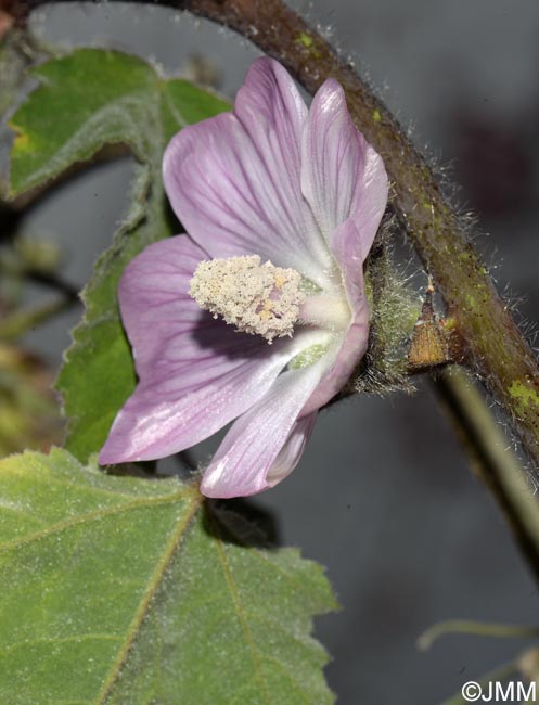 Malva olbia = Lavatera olbia