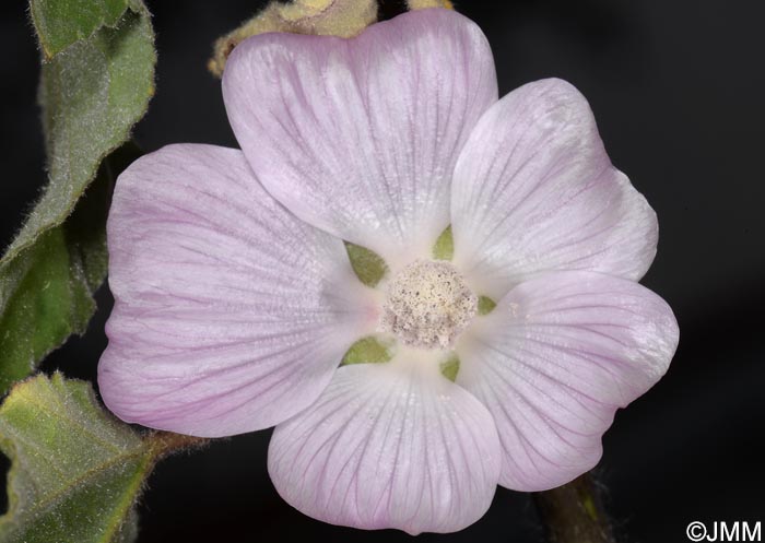 Malva olbia = Lavatera olbia