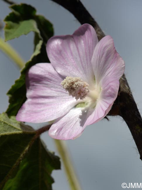 Malva olbia = Lavatera olbia