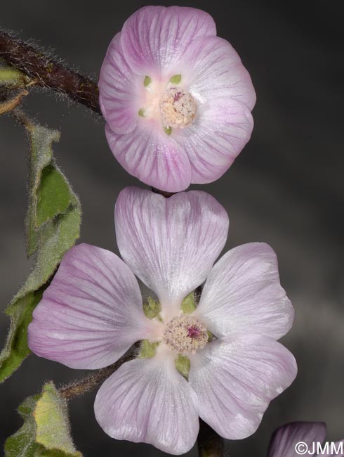 Malva olbia = Lavatera olbia