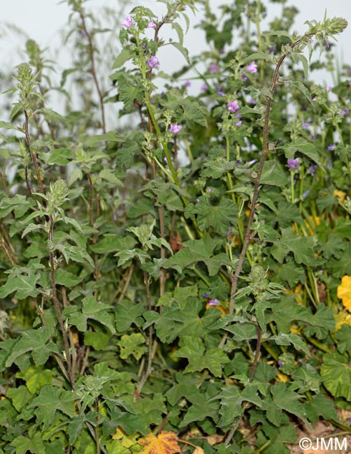 Malva olbia & Malva multiflora