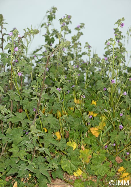 Malva olbia & Malva multiflora