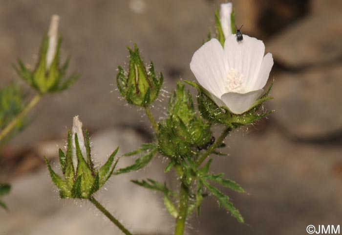 Malva setigera = Althaea hirsuta