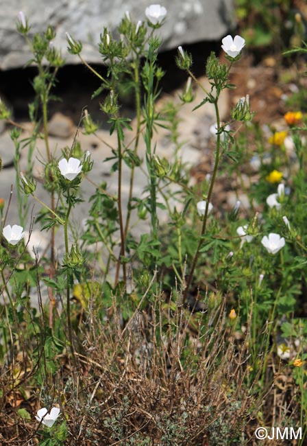 Malva setigera = Althaea hirsuta