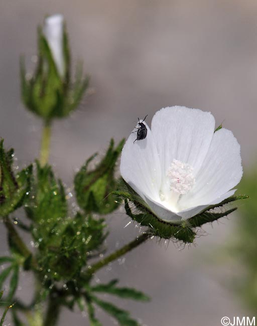 Malva setigera = Althaea hirsuta