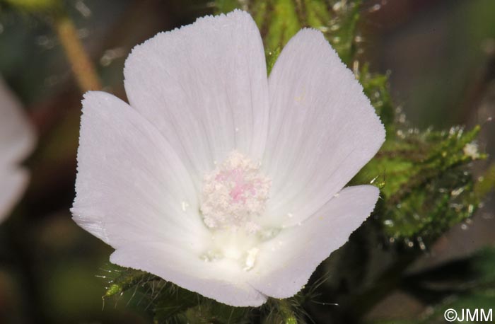 Malva setigera = Althaea hirsuta