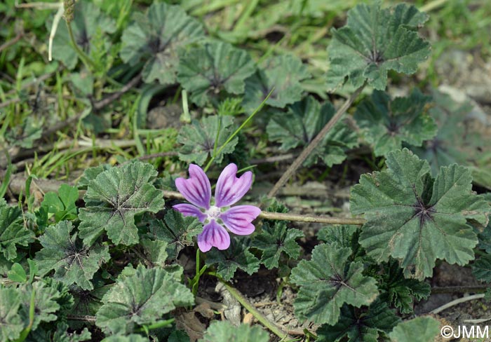 Malva sylvestris