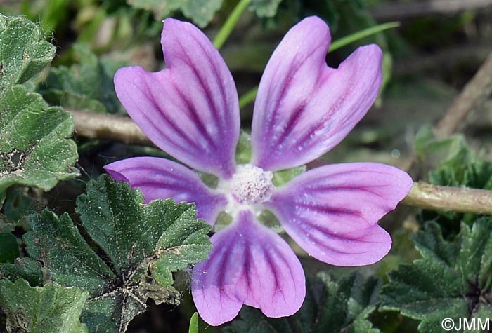 Malva sylvestris