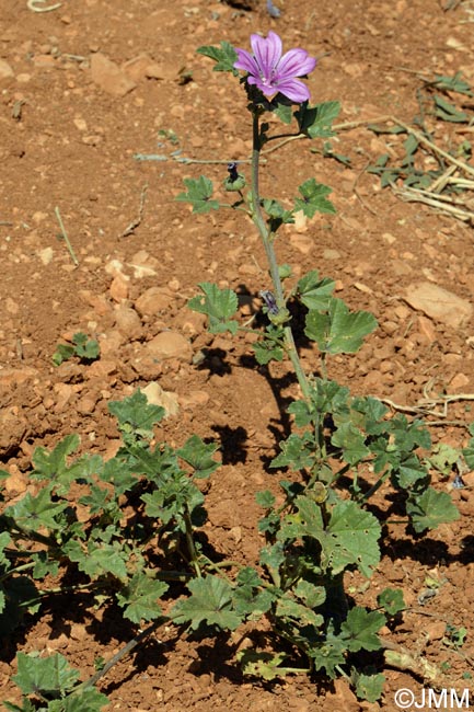 Malva sylvestris