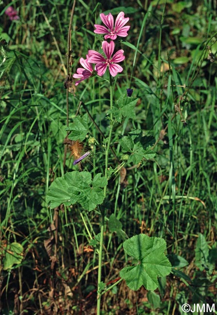 Malva sylvestris