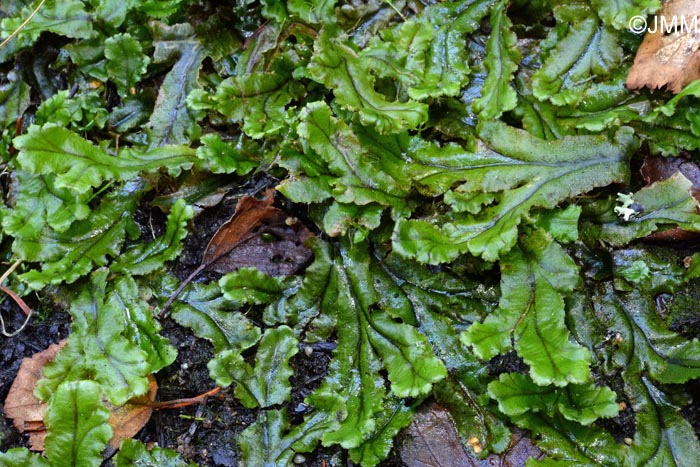 Marchantia polymorpha subsp. polymorpha