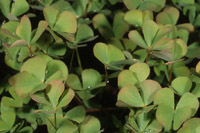 Marsilea quadrifolia