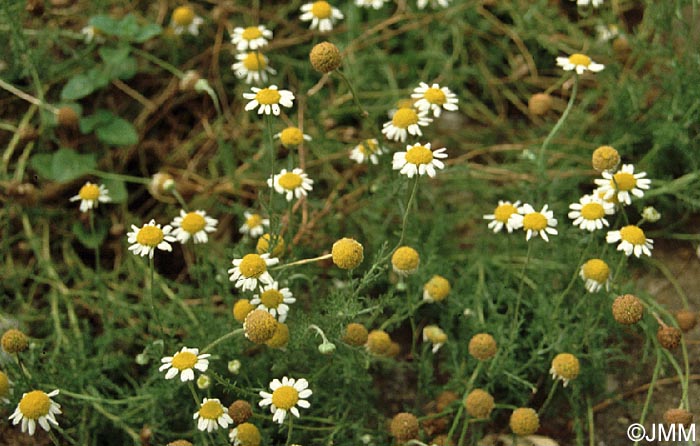 Matricaria chamomilla = Matricaria recutita