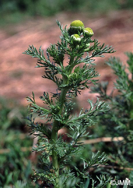 Matricaria discoidea = Matricaria matricarioides