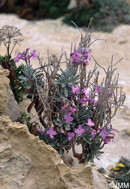 Matthiola incana subsp. melitensis