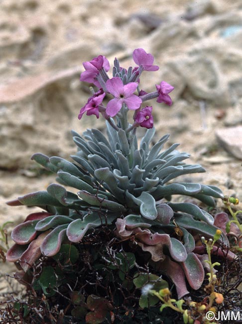 Matthiola incana subsp. melitensis