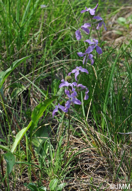 Matthiola longipetala