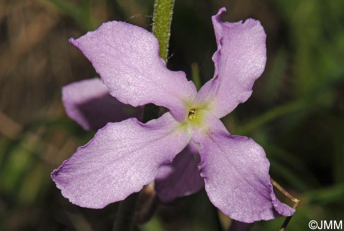 Matthiola longipetala