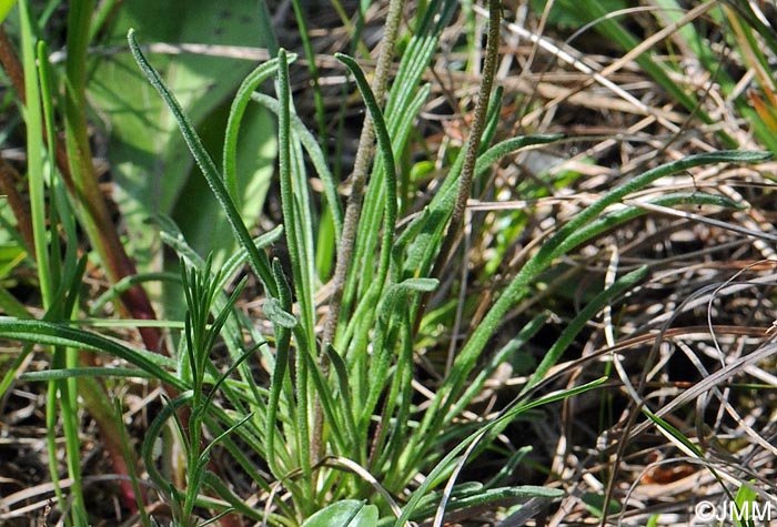 Matthiola longipetala