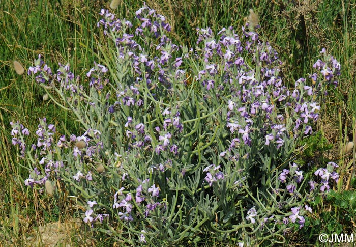 Matthiola sinuata