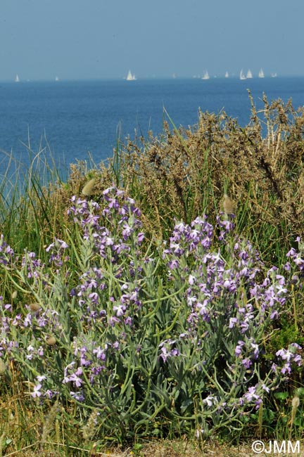 Matthiola sinuata